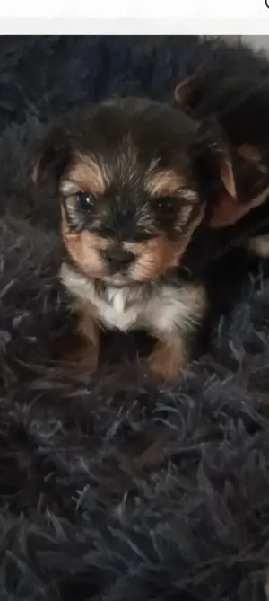Yorkshire terrier