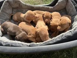 vizslakölykök