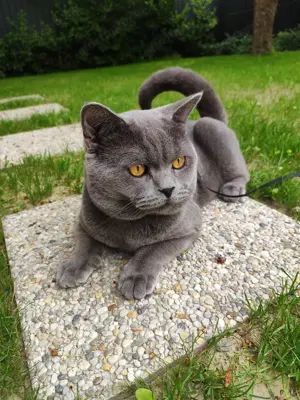 Fedeztetés brit kék rövid szőrű cica