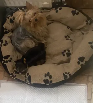 Yorki szuka kiskutya