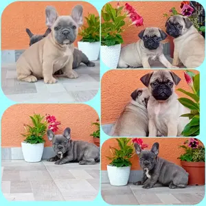 Francia bulldog kiskutya eladó