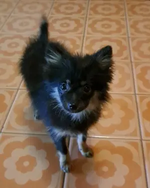 Spitcc kislányok várják az álom gazdit! - kép 6