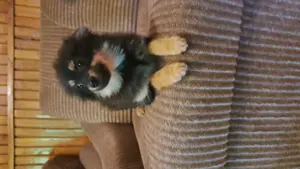 Spitcc kislányok várják az álom gazdit! - kép 7