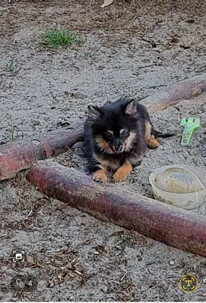 Spitcc kislányok várják az álom gazdit! - kép 4