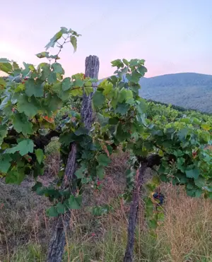 Eladó 11.700 m2-es szőlő ültetvény Szendehelyen.  - kép 5