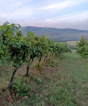 Eladó 17.600 m2-es szőlő ültetvény Szendehelyen.