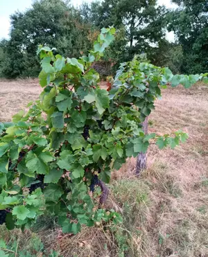 Eladó 11.700 m2-es szőlő ültetvény Szendehelyen.  - kép 4
