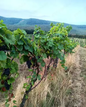 Eladó 11.700 m2-es szőlő ültetvény Szendehelyen.  - kép 3