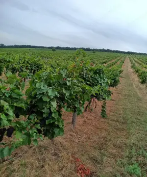 Eladó 11.700 m2-es szőlő ültetvény Szendehelyen.  - kép 2