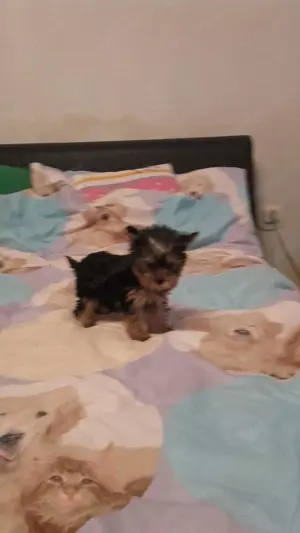 Yorkshír terrier kisfiú 9 hetes elado - kép 2