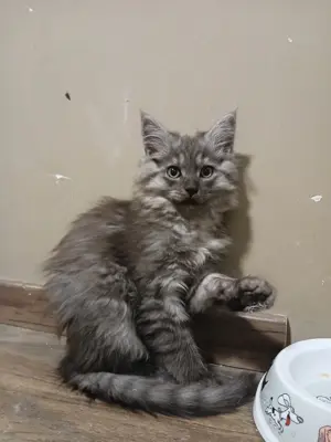 Maine coon cicák fiúk 
