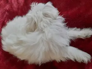 Extra mini Máltai kislány