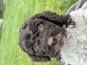 Lagotto Romagnolo kiskutyák. 