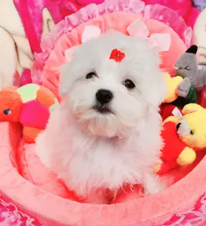 Törzskönyves szülőktől gyönyörű szép kisméretű Bichon Havanese kiskutyák eladók .  - kép 3