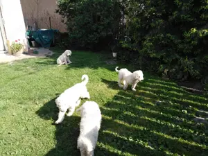 Komondor kölykök - kép 3