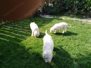 Komondor kölykök - kép 5