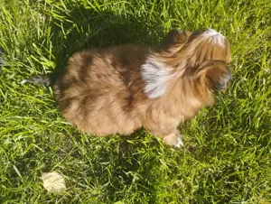 Bichon havanesek - kép 4