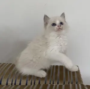 Ragdoll cica eladó 