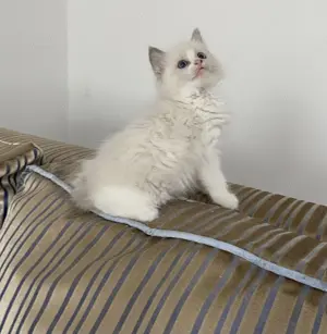 Ragdoll kandúr foglalható  - kép 6