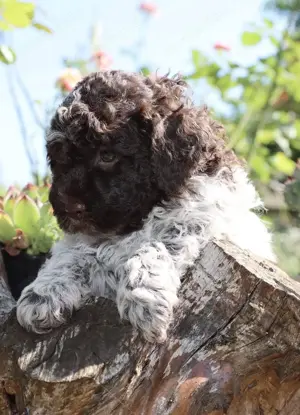 Lagotto romagonolo 