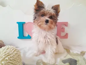 Gyönyörű szép Blueberry Yorkshire terrier kisfiú (yorki)