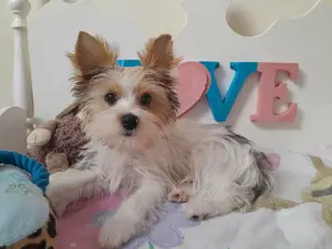 Yorkshire terrier kisfiú (yorki)