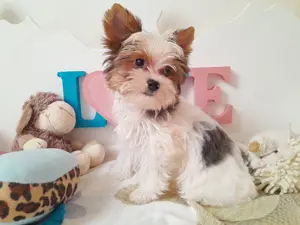 Yorkshire terrier kisfiú (yorki)