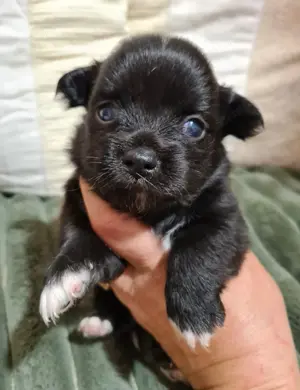 Apró csivava babyk foglalhatók! - kép 2