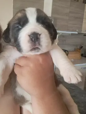 Minőségi szent-Bernáthegyi Fajtatiszta kiskutyák  - kép 2