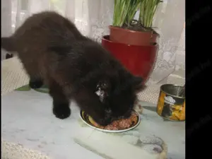 Perzsa cicát keresne ?érdeklődhet! - kép 3