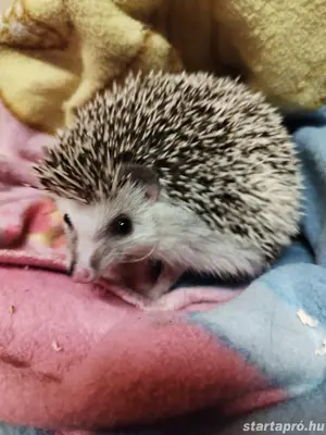 Afrikai fehérhasú törpesün 