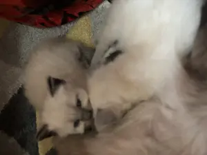 Ragdoll cicák előjegyezhetőek  - kép 2