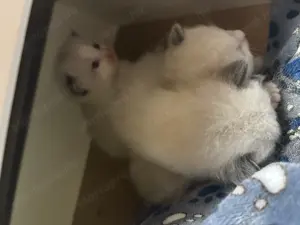 Ragdoll cicák előjegyezhetőek  - kép 3