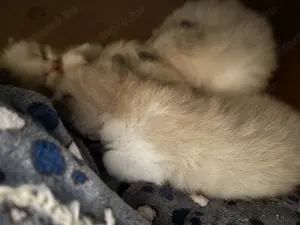 Ragdoll cicák előjegyezhetőek  - kép 4