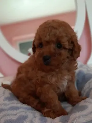 toy  törpe uszkár eladó poodle toy uszkár - kép 3