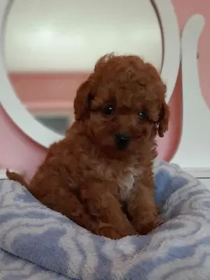 toy  törpe uszkár eladó poodle toy uszkár - kép 5