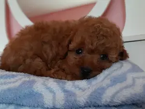 toy  törpe uszkár eladó poodle toy uszkár - kép 6