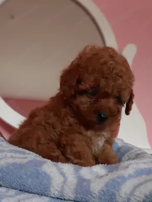 toy  törpe uszkár eladó poodle toy uszkár - kép 4