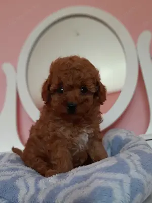 toy  törpe uszkár eladó poodle toy uszkár - kép 10