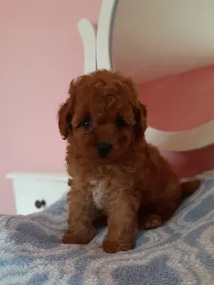 toy  törpe uszkár eladó poodle toy uszkár - kép 11