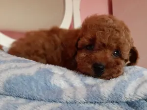 toy  törpe uszkár eladó poodle toy uszkár - kép 12