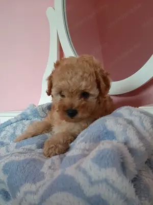 toy  törpe uszkár eladó poodle toy uszkár - kép 9