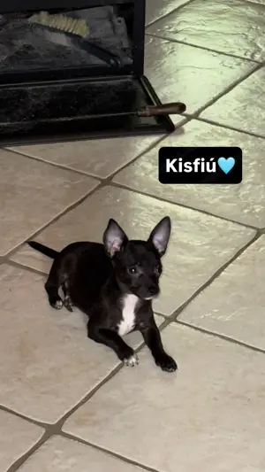 Eladó  Csivava Fiúcska - kép 1