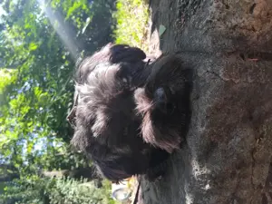  Fedezést vállal   Havanese kan Budapesten - kép 4