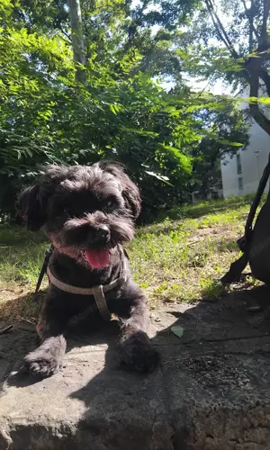  Fedezést vállal   Havanese kan Budapesten - kép 2