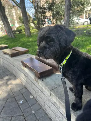  Fedezést vállal   Havanese kan Budapesten - kép 3