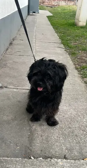  Fedezést vállal   Havanese kan Budapesten - kép 6