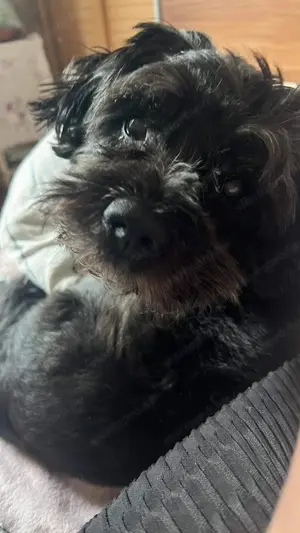  Fedezést vállal   Havanese kan Budapesten - kép 5