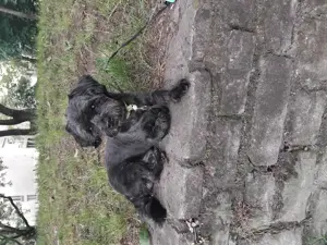  Fedezést vállal   Havanese kan Budapesten - kép 7