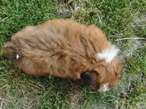 Bichon havanesek - kép 2